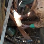 Raphia : Le Bambou Africain, Un Trésor Méconnu en Danger