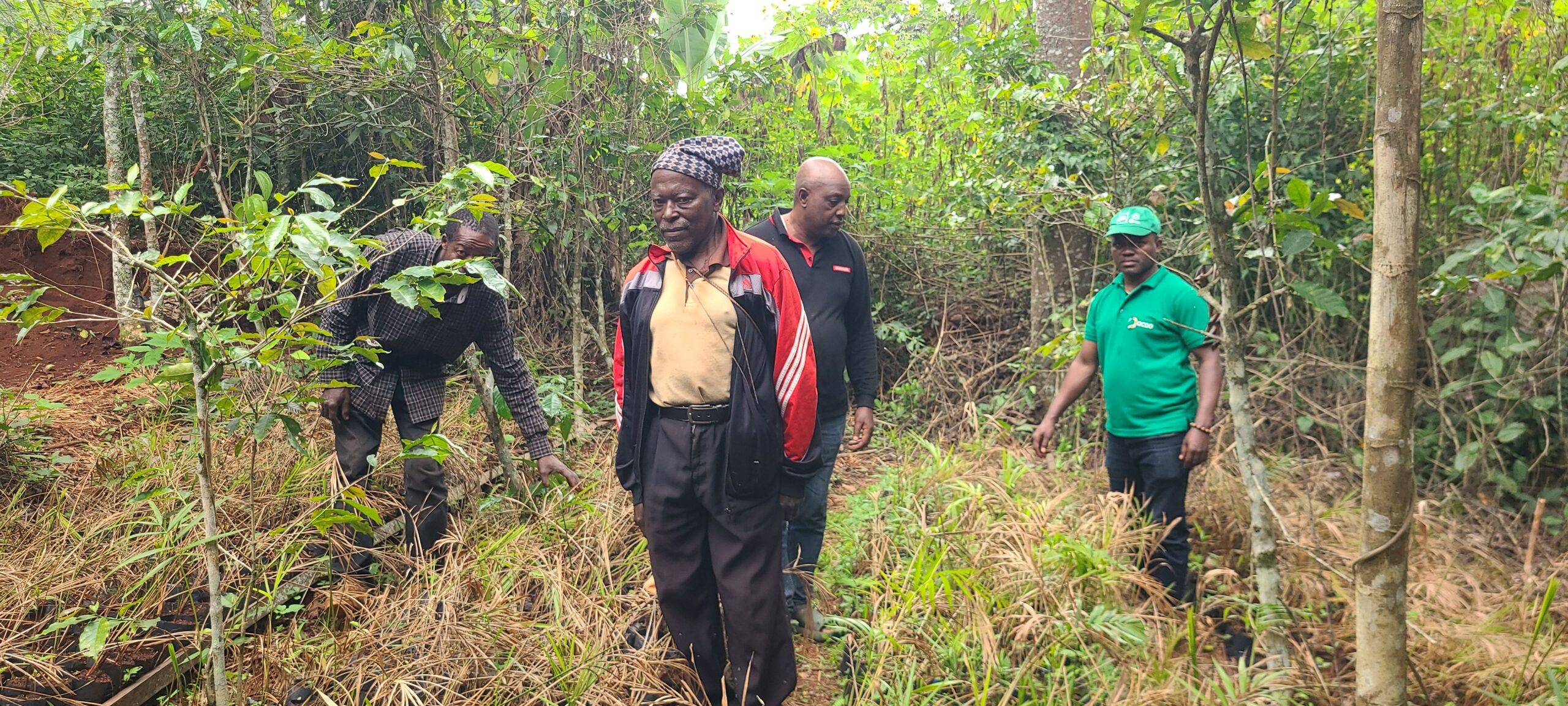 You are currently viewing L’importance de la préservation du Raphia dans la région de l’ouest Cameroun