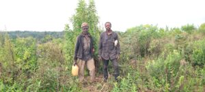 Read more about the article Les Bienfaits du Raphia vinifera : Un Trésor Écologique et Économique pour le Cameroun