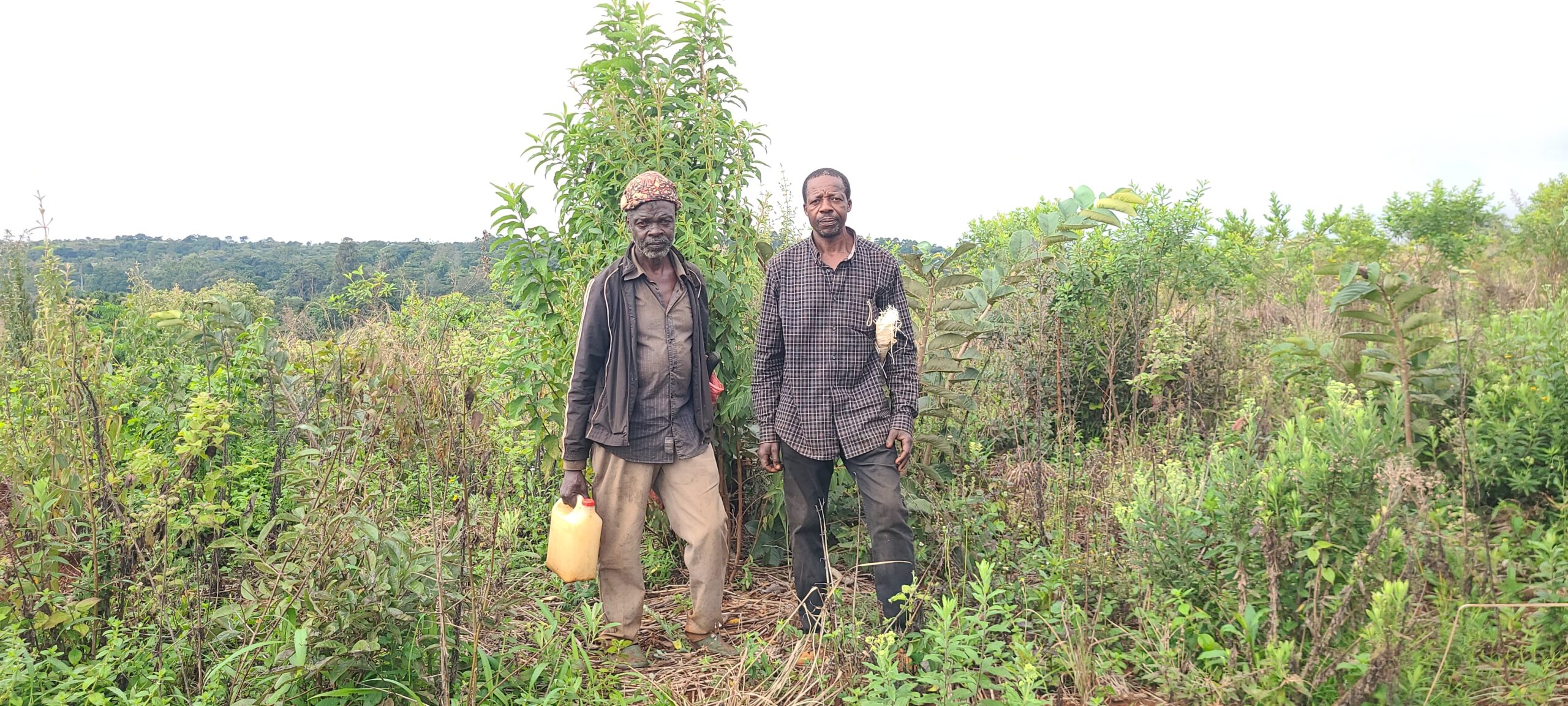 You are currently viewing Les Bienfaits du Raphia vinifera : Un Trésor Écologique et Économique pour le Cameroun