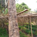 LE PALMIER RAPHIA (Raphia vinifera) DANS LES GRASSFIELDS DU CAMEROUN Écologie, stockage du carbone et potentiel de restauration des paysages