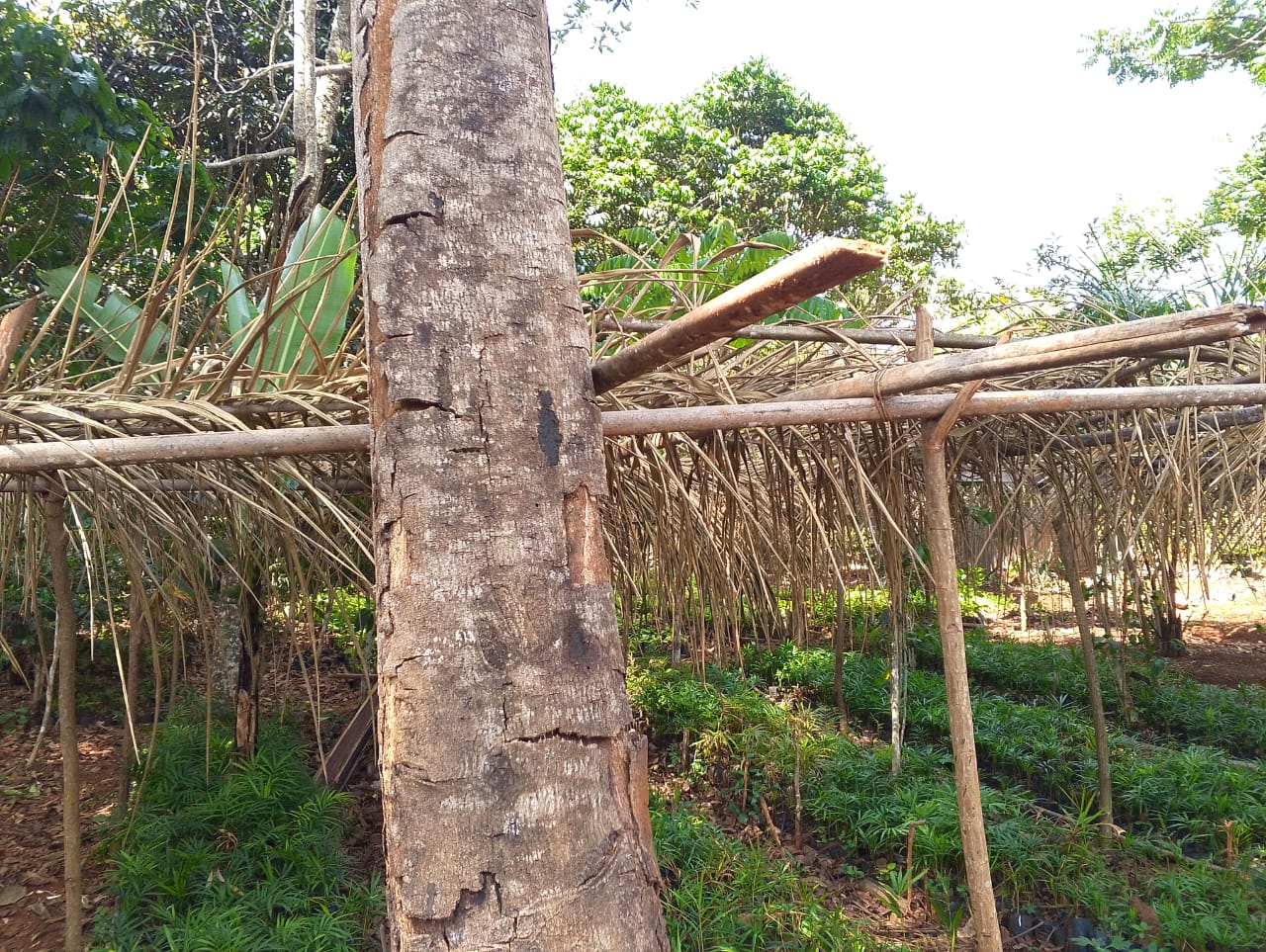 You are currently viewing LE PALMIER RAPHIA (Raphia vinifera) DANS LES GRASSFIELDS DU CAMEROUN Écologie, stockage du carbone et potentiel de restauration des paysages