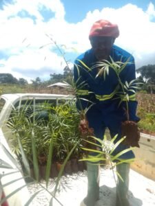 Read more about the article Démarrage effectif du programme de reboisement par le Raphia vinifera à Batié